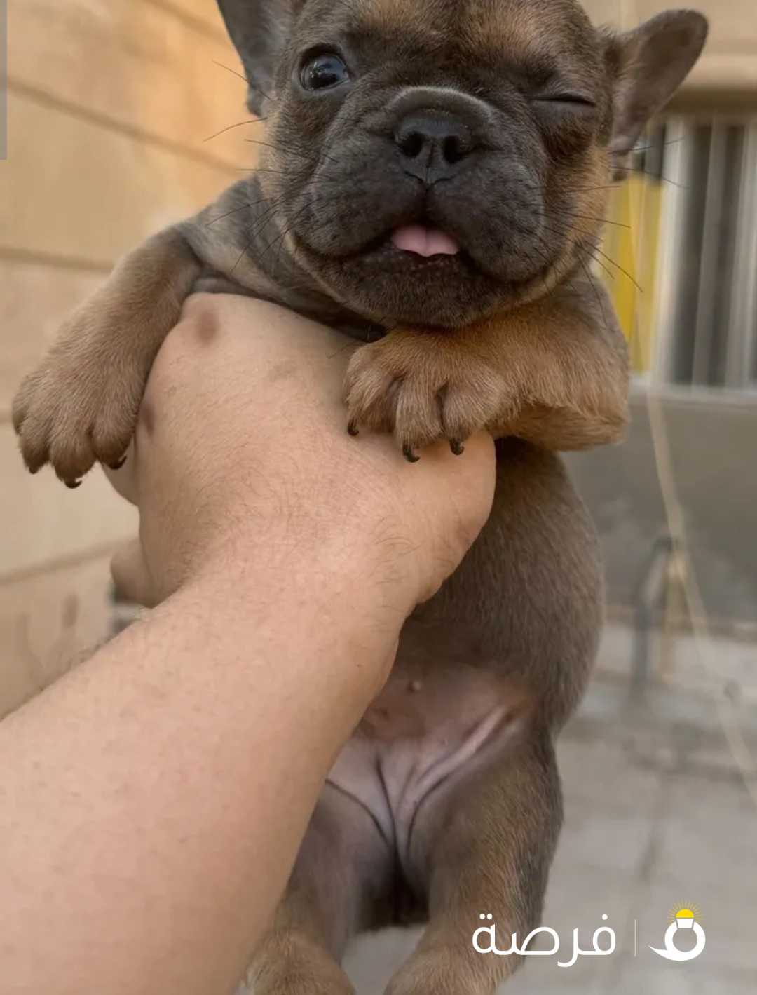 French Bulldog Puppies - فرنش بولدوج