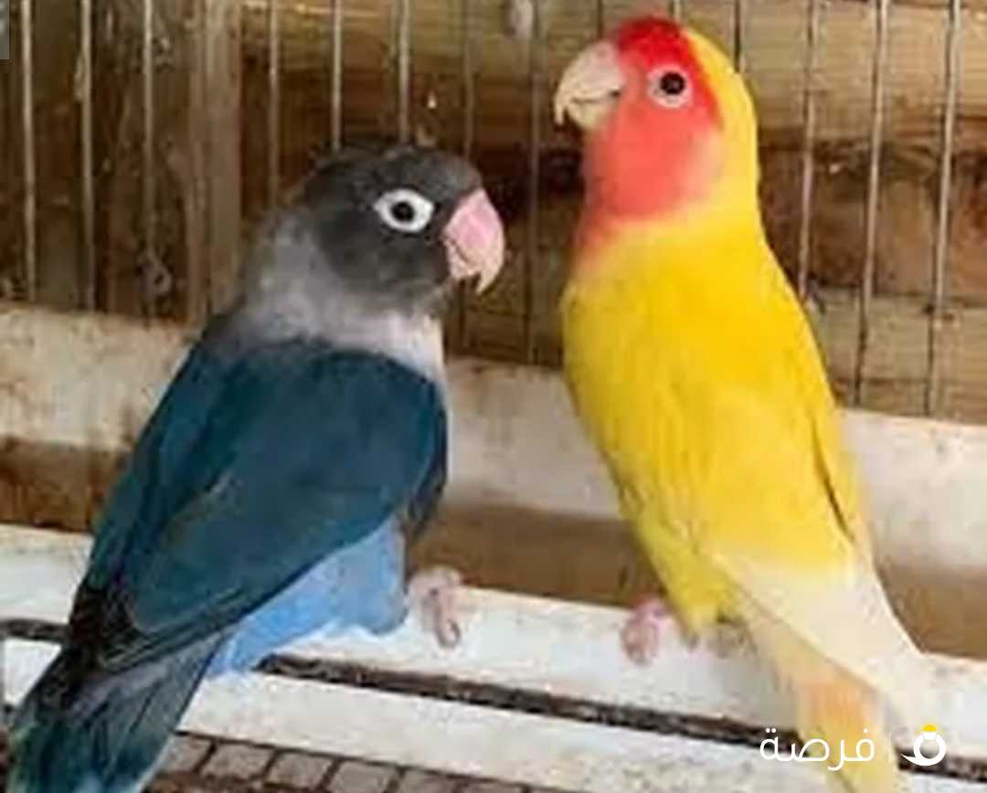 مطلوب طيور للتبني لغاوي Birds wanted for adoption