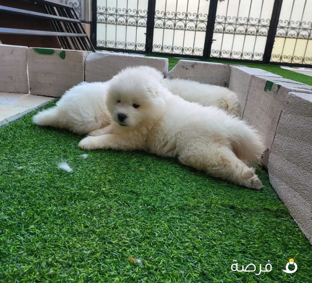 هاسكي ابيض 3 شهور للبيع - white Husky for sale