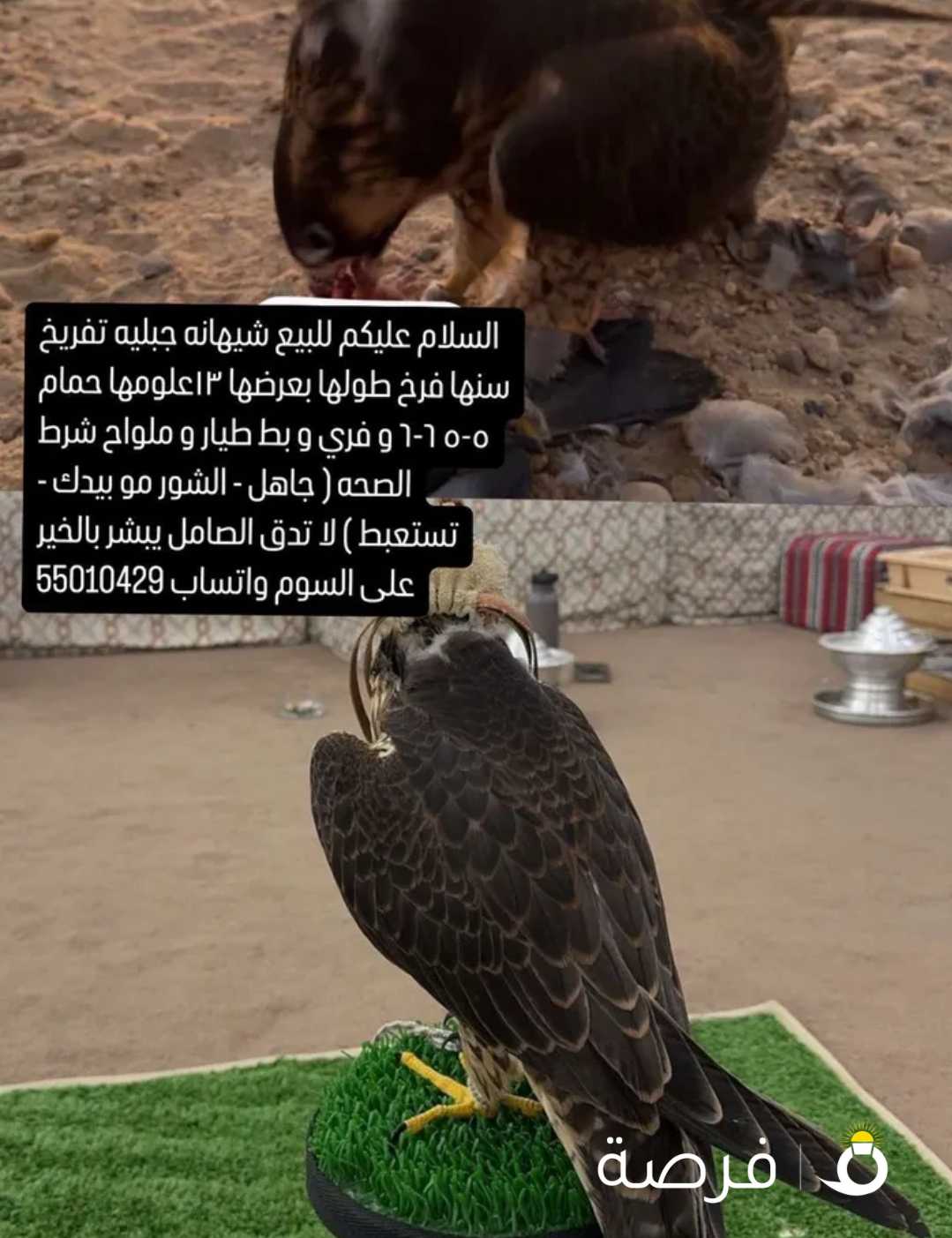 للبيع شيهانه