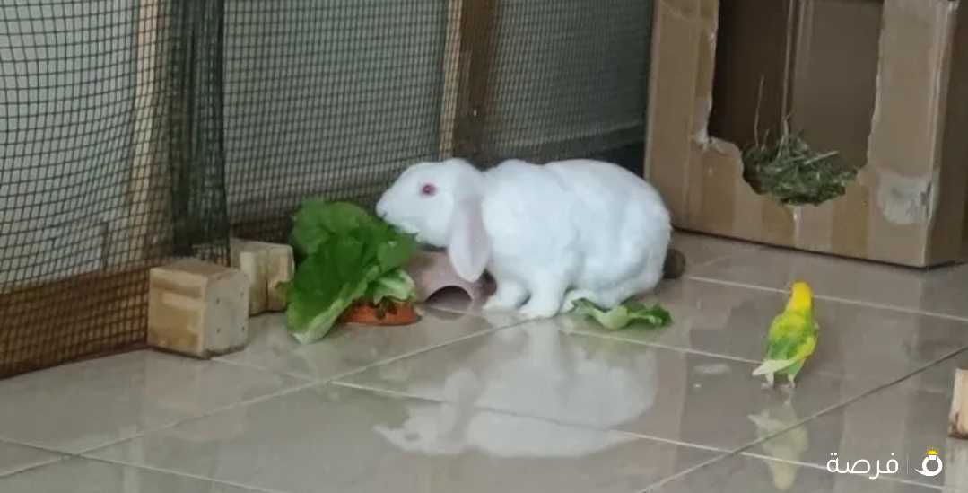 white male rabbit أرنب أبيض ذكر