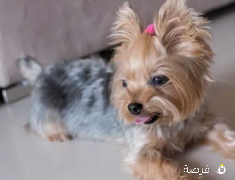 She is 3 months old, a female and a pure yorkie!