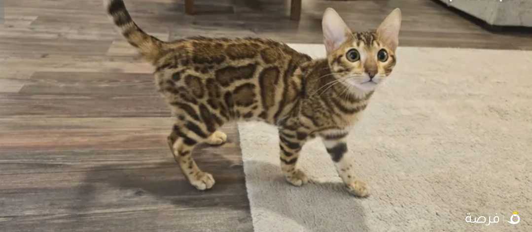 قطة بنغال انثى Bengal female kitten