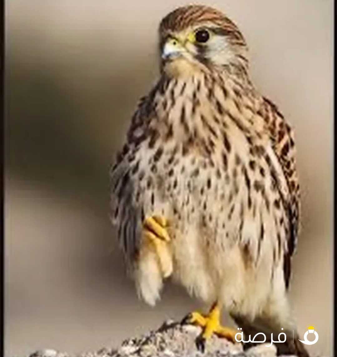 مطلوب بأشق بسعر معقول