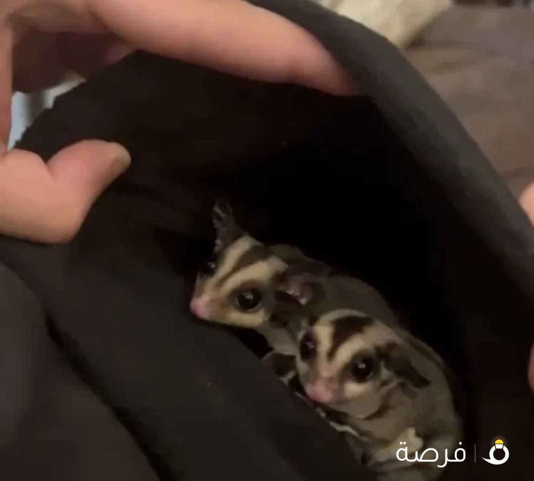 sugar gliders 1 male 1 female