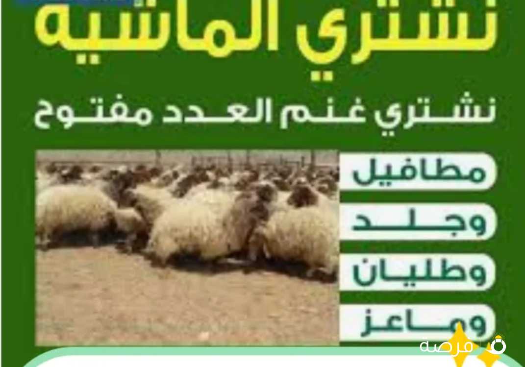 نشتري غنم وماعز مراح والعدد مفتوح