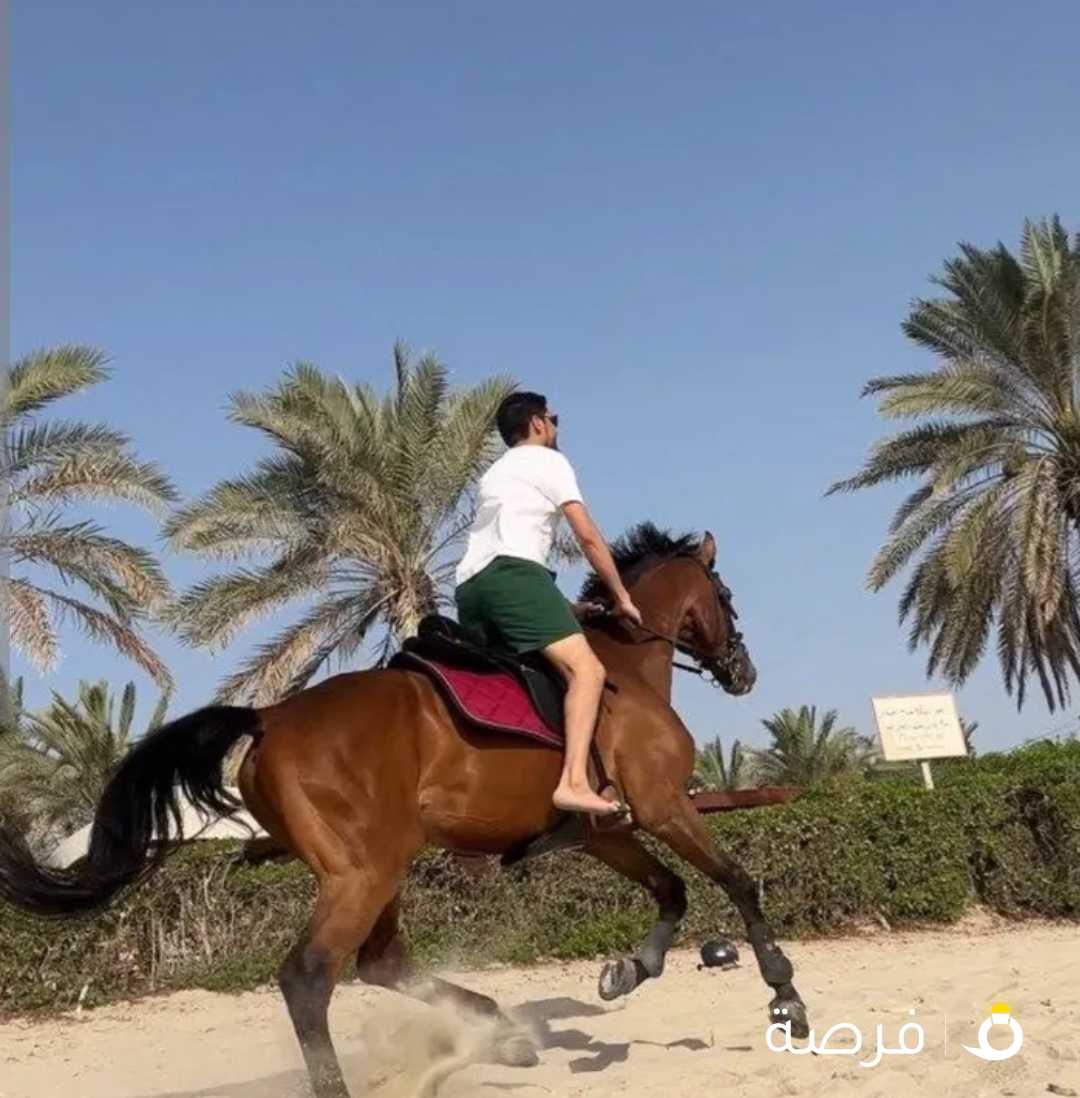 خيل للايجار في جميع مناطق الكويت