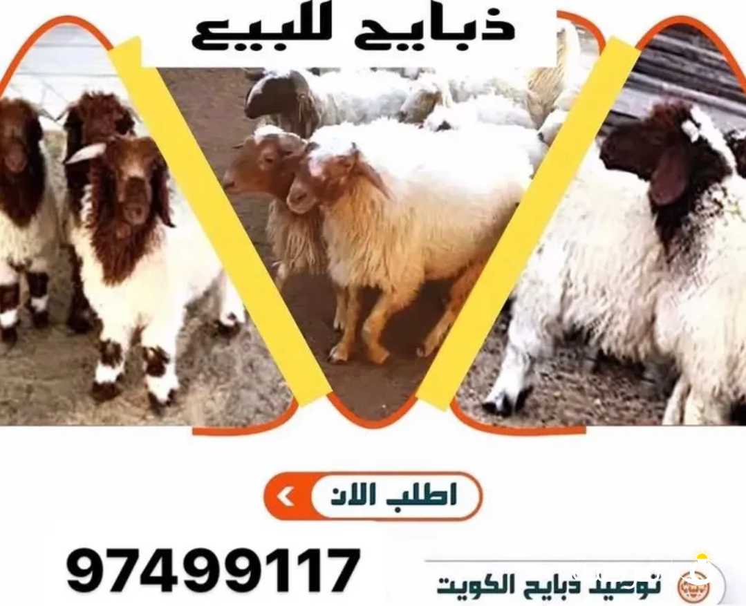 للبيع ذبايح نعيمي محلي وشفالي ومنادي