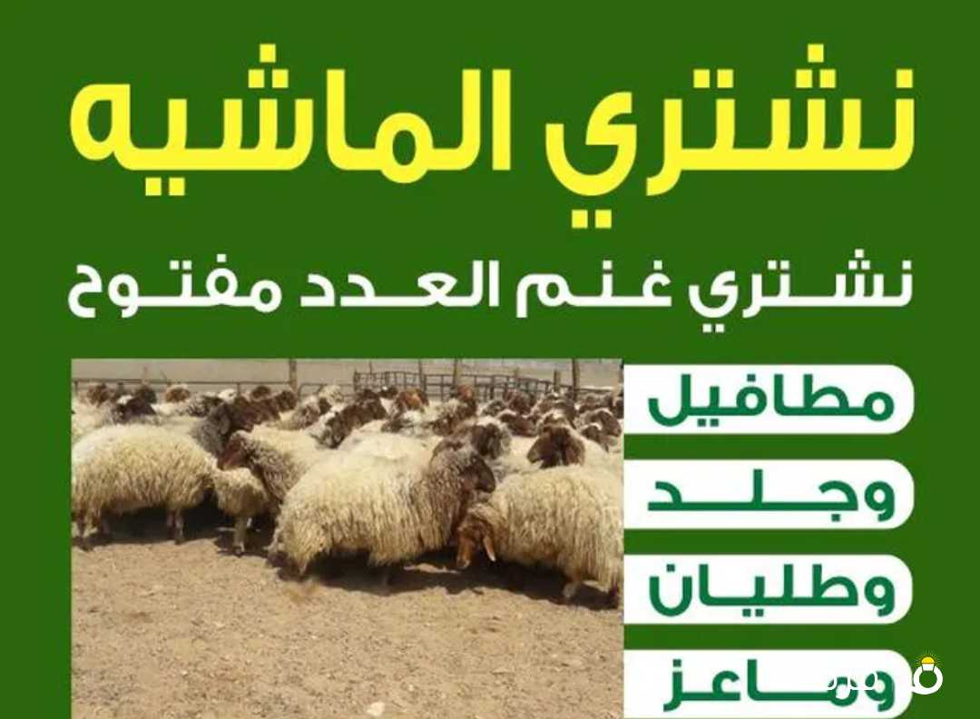 نشتري غنم العدد مفتوح مطافيل وجلد وطليان وماعز العدد مفتوح