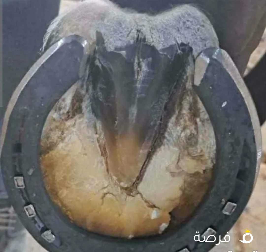 horse farrier Kuwait