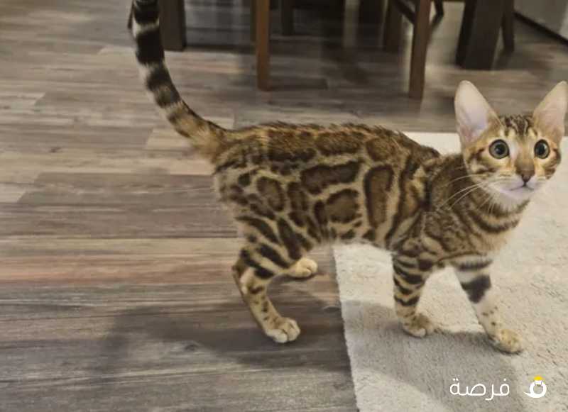 قطة بنغال انثى Bengal female kitten