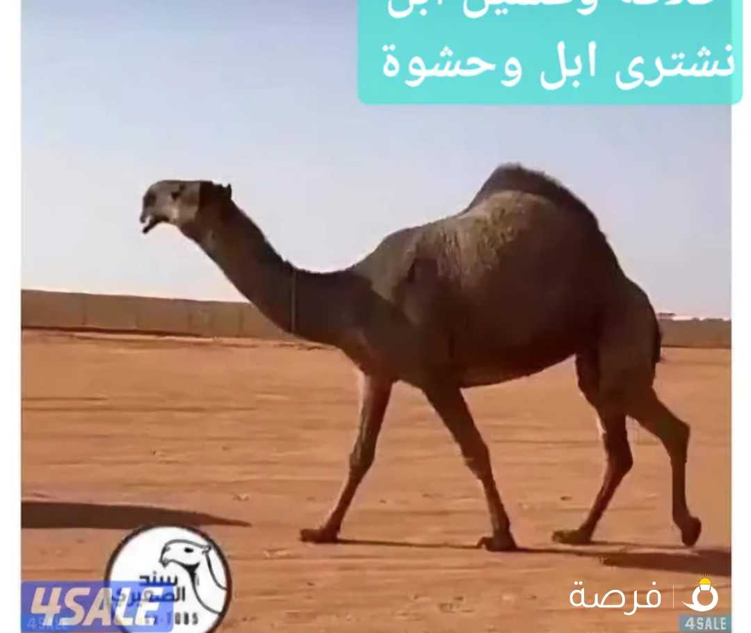 حلاقة وغسيل ابل كل مناطق الكويت