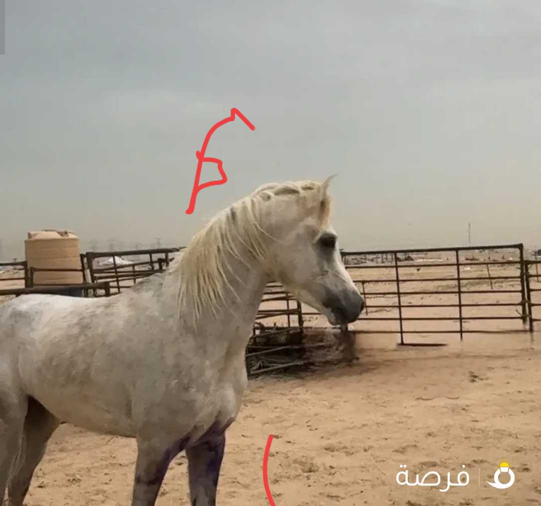 حصان عربي بدون اوراق