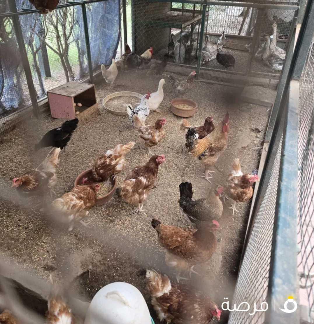وز كندي و ألمنيوم 18 حبه جميع الأعمار بيع جمله دجاج هولندي 10 حبات