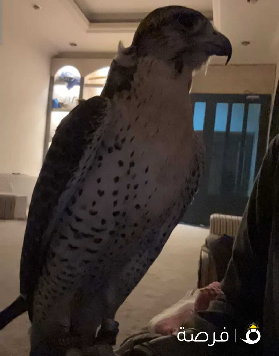 الطير غادي له شهر