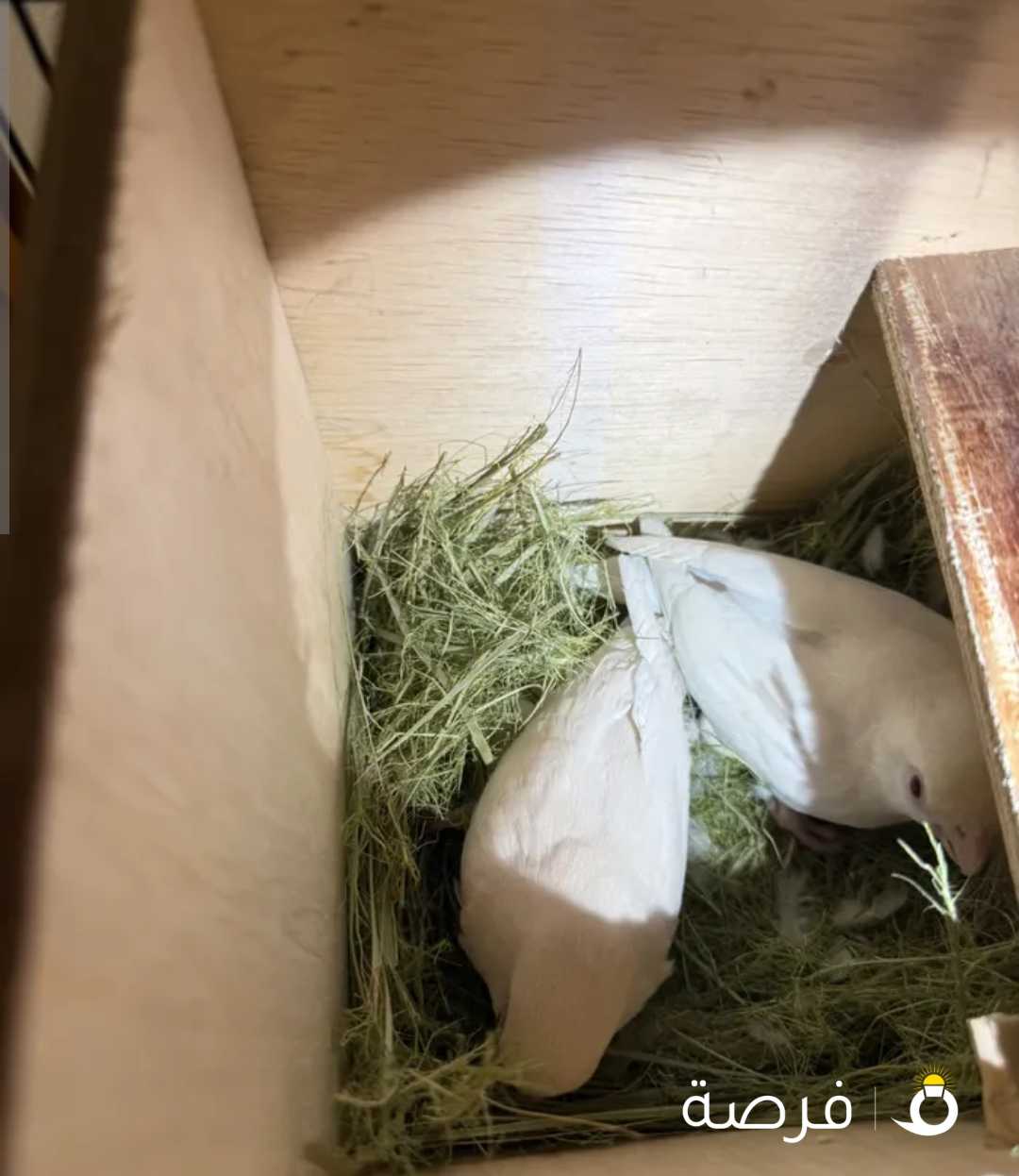 جوزين بلوفرند