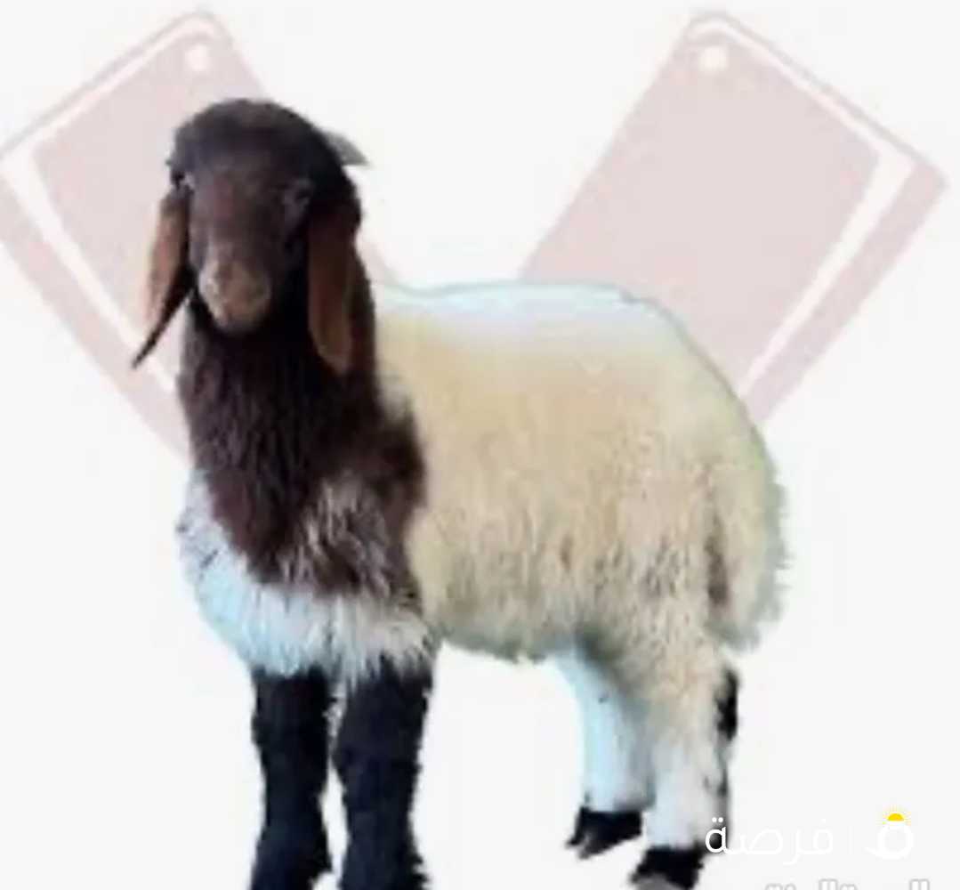 يوجد لدينا اضاحي

ويوجد لدينا اغنام وماعز غير الاضاحي