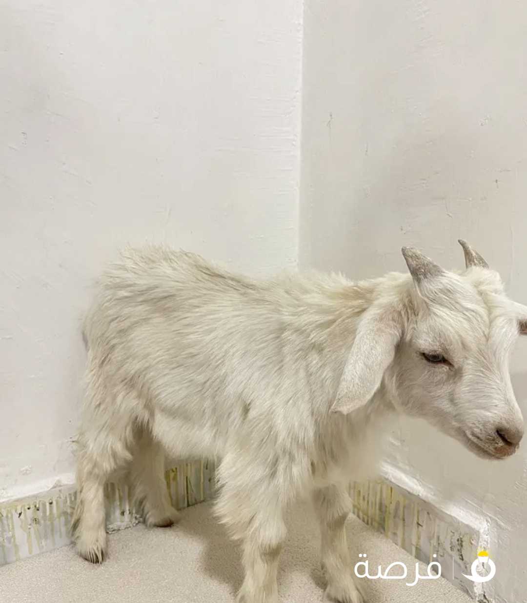 للبيع ماعز جيكي