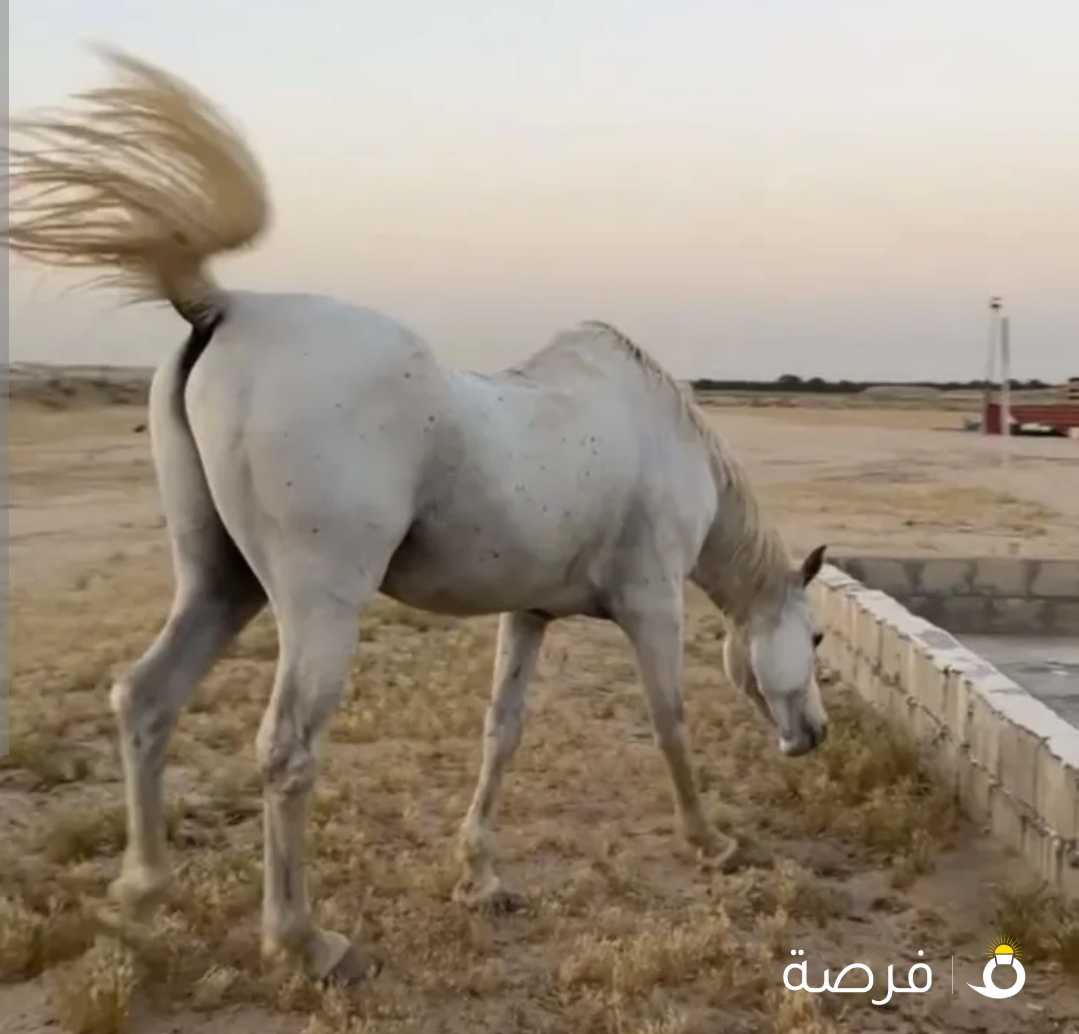 للبيع حصان بلدي