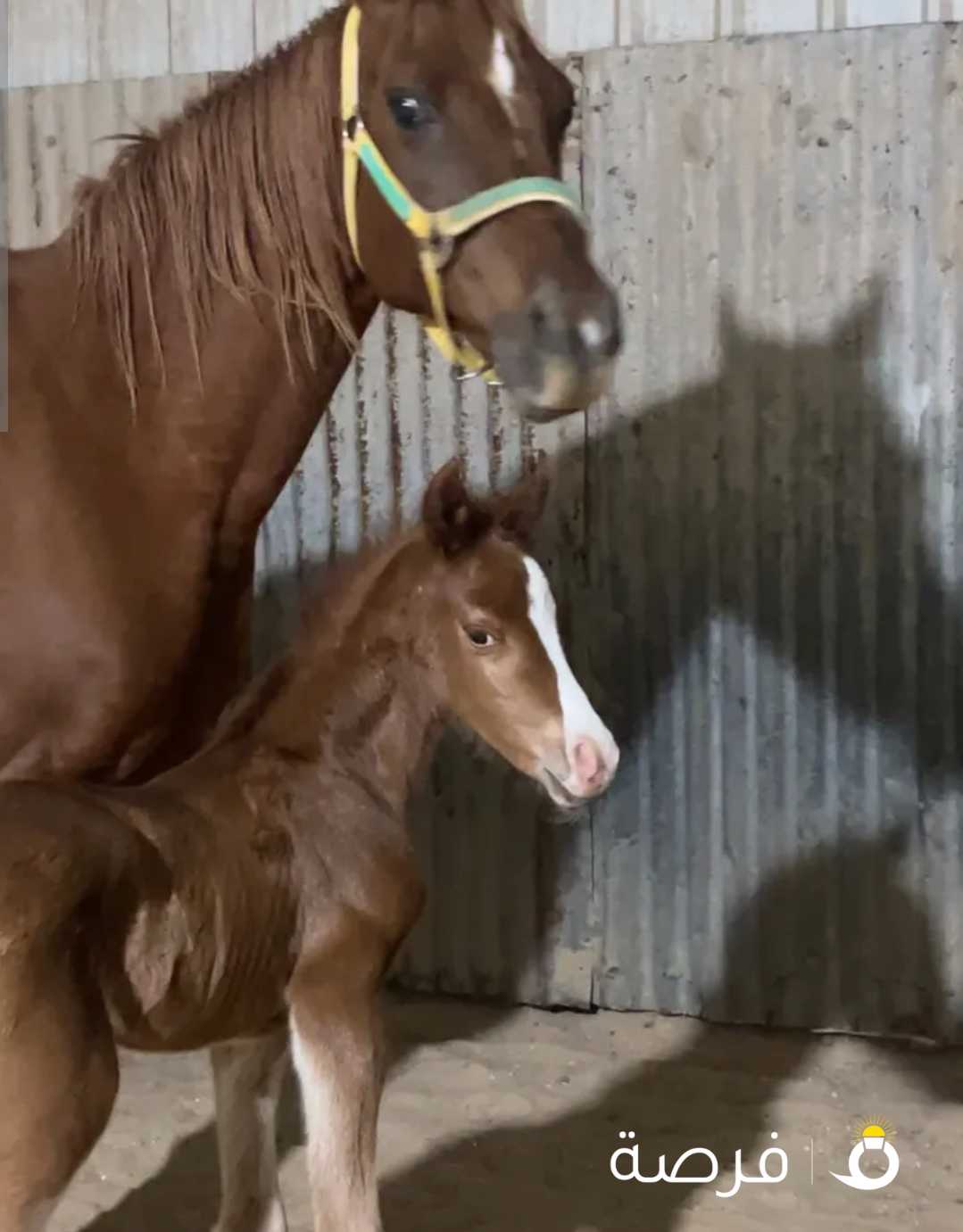 فرس بلديه مع الفلو
