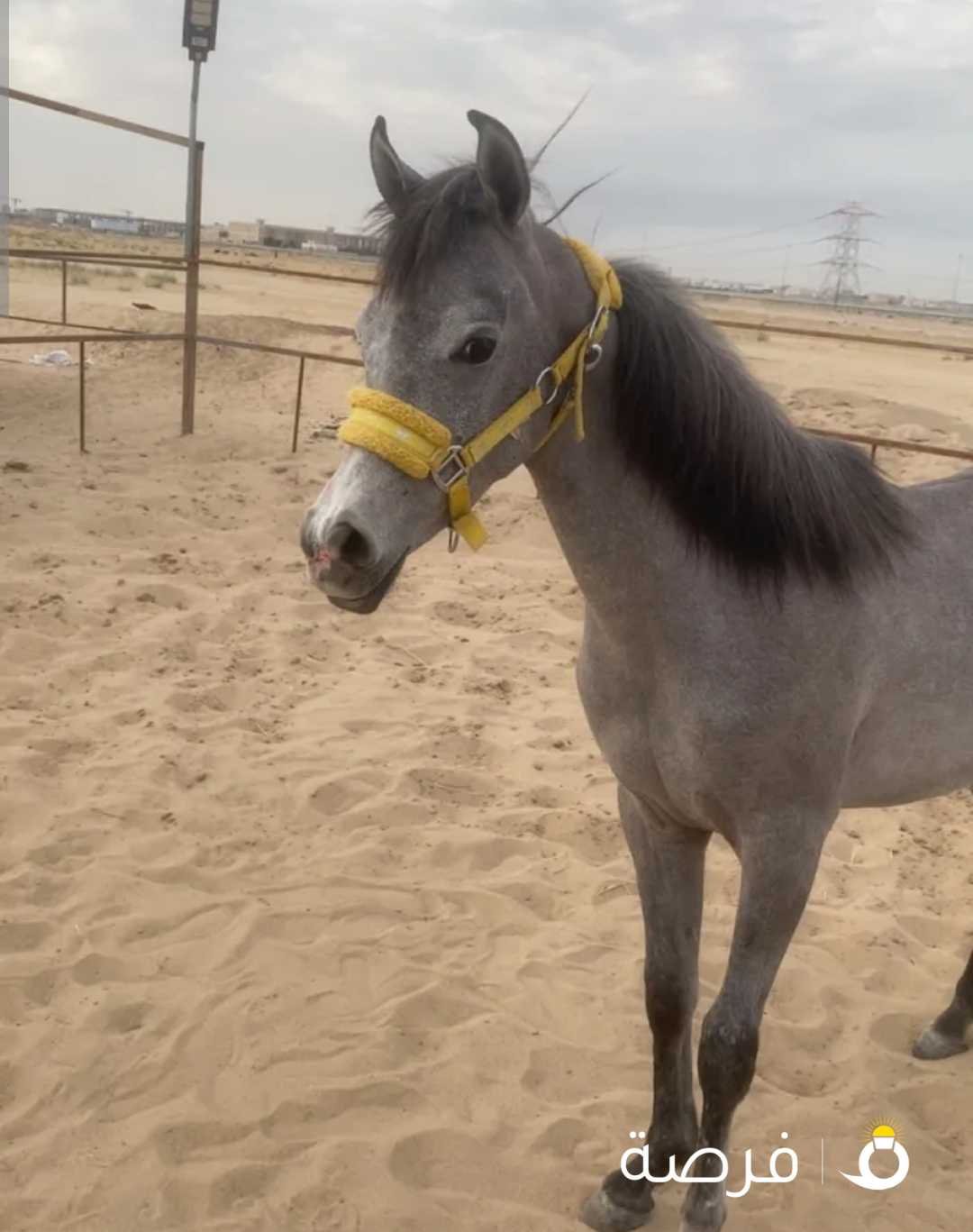 مهر مصري بيور ولد مطير البيداء