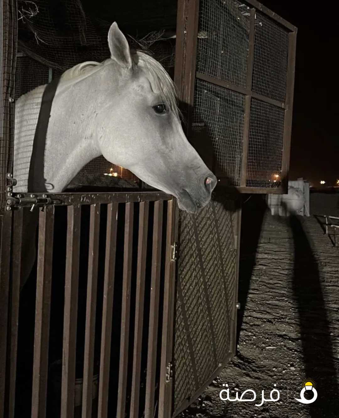 حصان مصري مواليد 2017