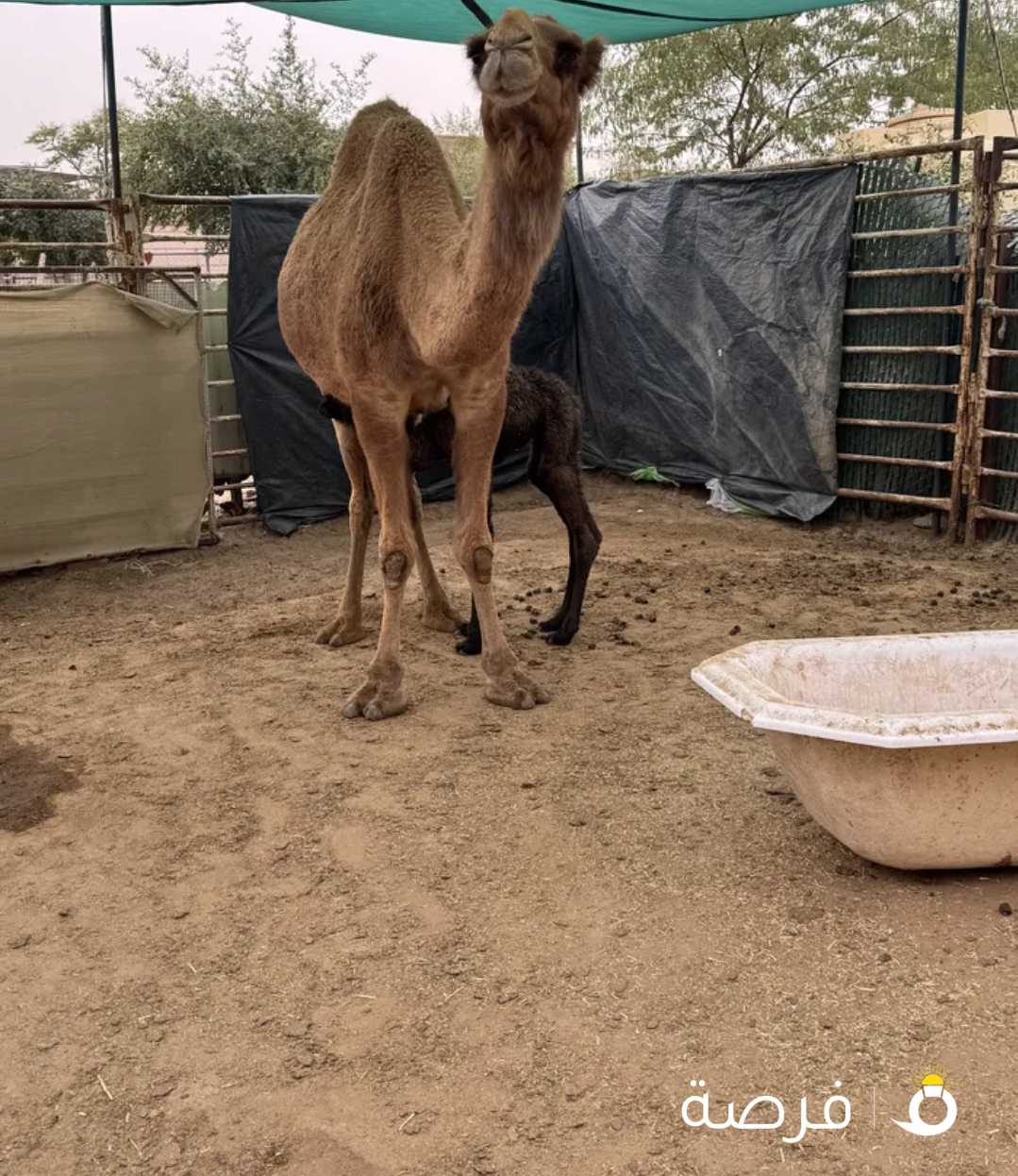 خلفه للبيع حدرها قعود