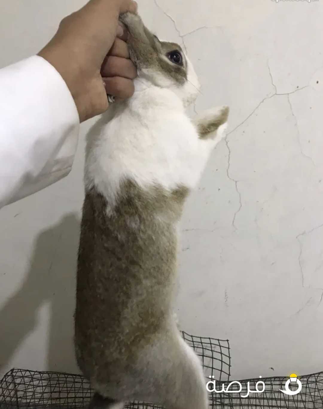 white male Rabbit أرنب أبيض ذكر