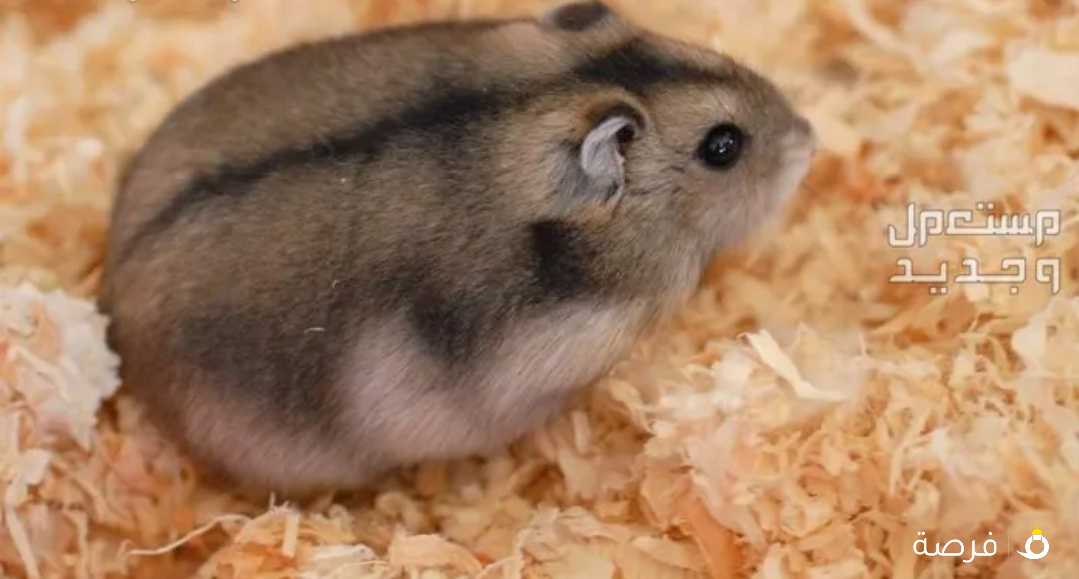 هامستر روسي + سوري + فيران بيض