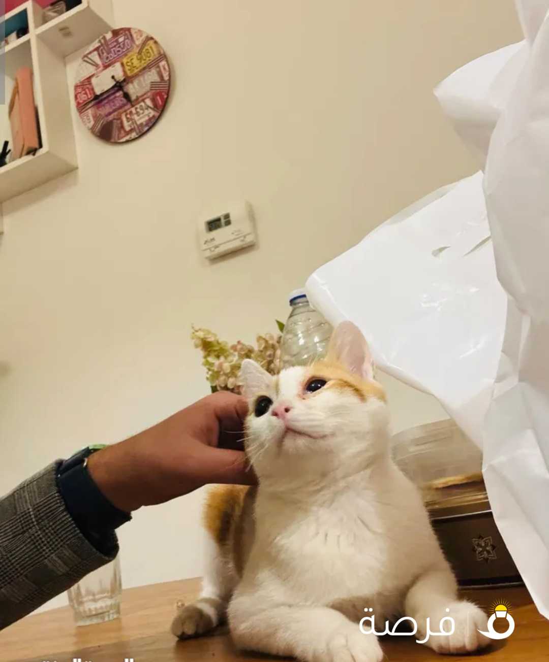 قطو ذكر 7 اشهر للتبني ، مطعم و لعوب Cat 7 month male vaccinated and very for adoption playful