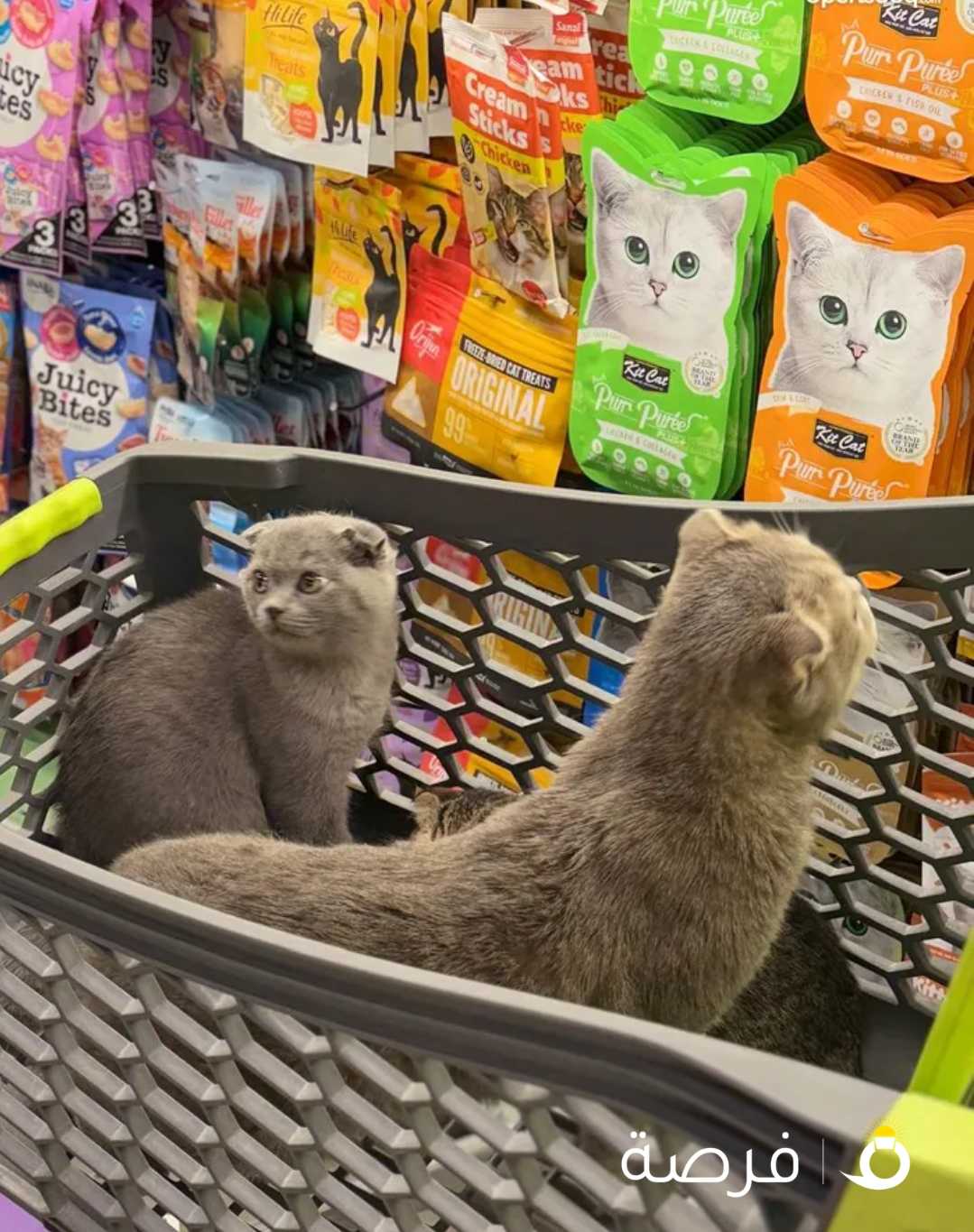 قطط للبيع 3 شهور ذكور بيور برتيش