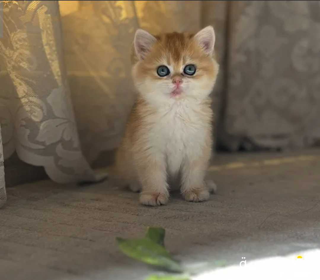 كتنز برتش شورت هير مستوى عالي من انتاج روسيا