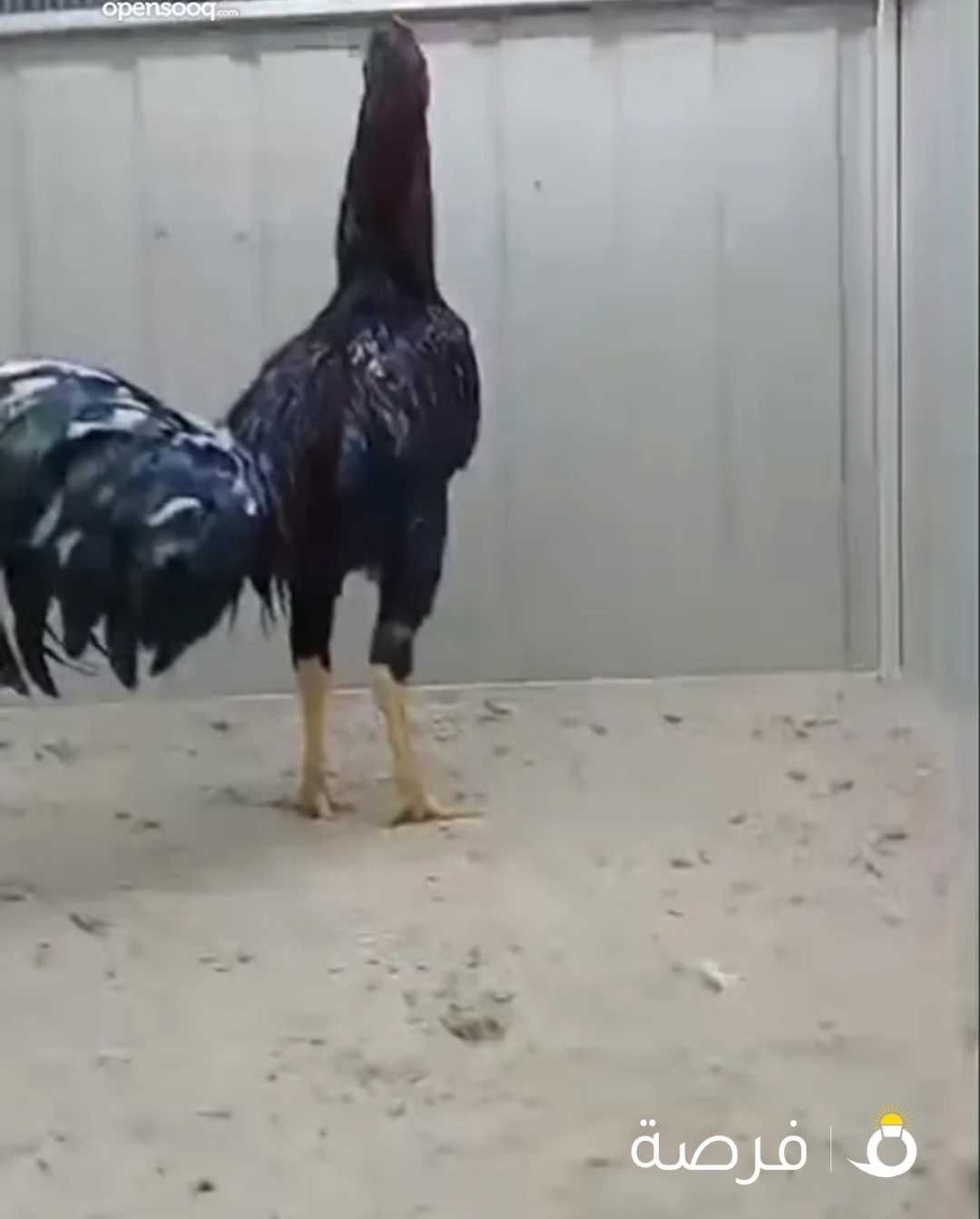 للبيع دياكه العدد فوق ال 35 أعمار متفرقه من ثلاث شهور وفوق البيع جمله