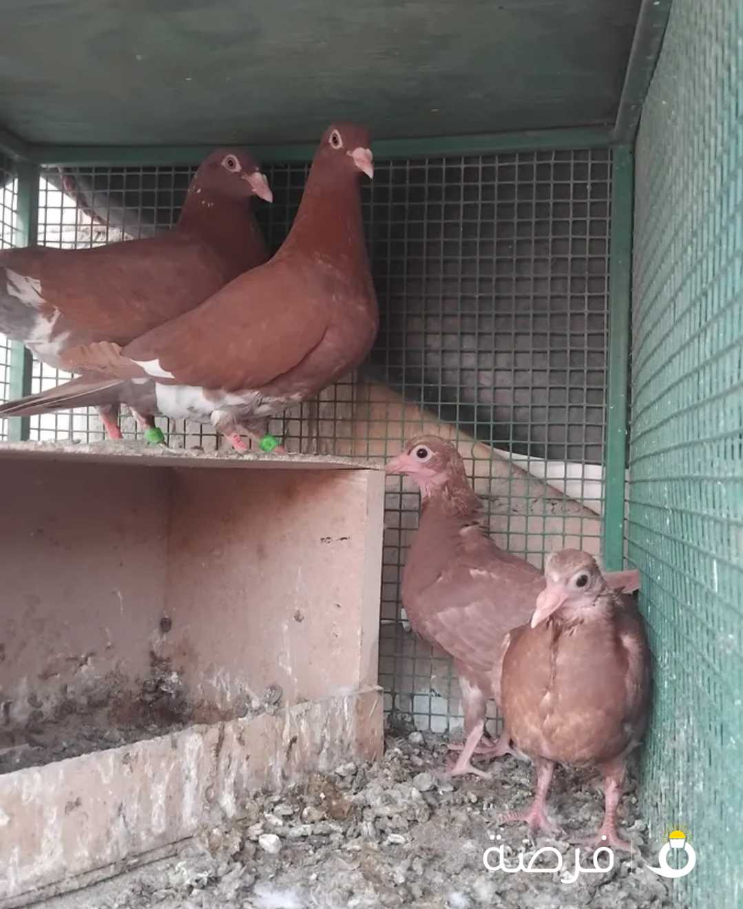 حمام زواجل جوز شغال