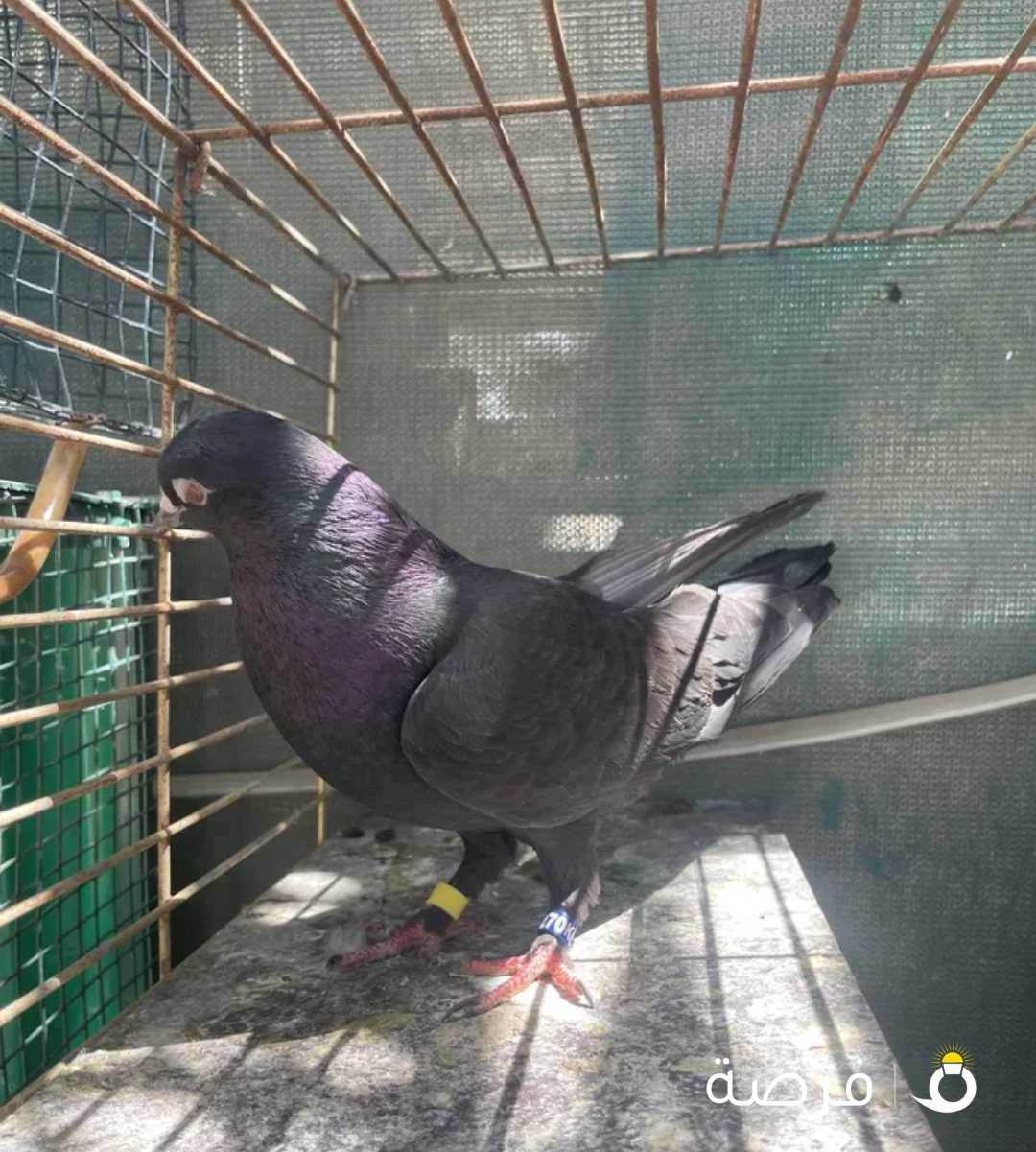 للبيع حمام لوت انثاي ولوت طيب فيديواتهم مجوده