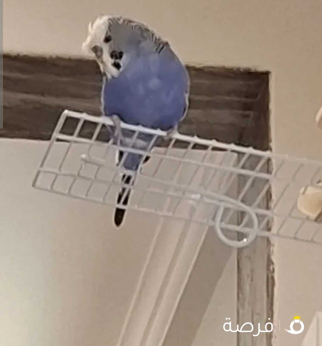 طير حب يتكلم