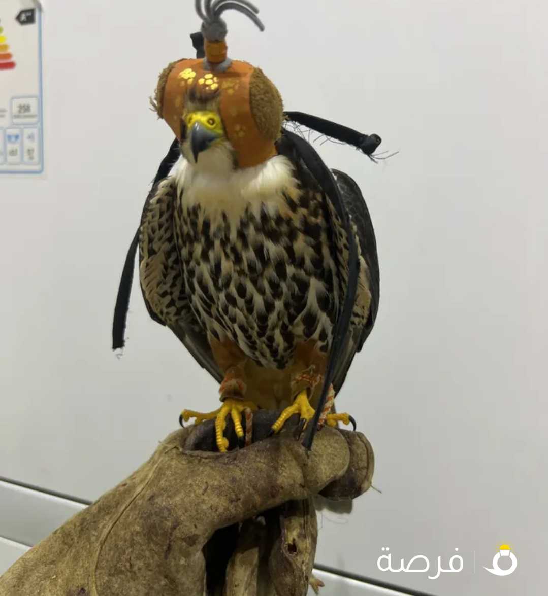 للبيع شيهانه بجه تو تنقز وتحي علا الصوت