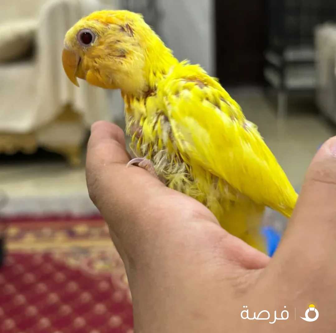 للبيع فروخ لوف بيرد ربوه