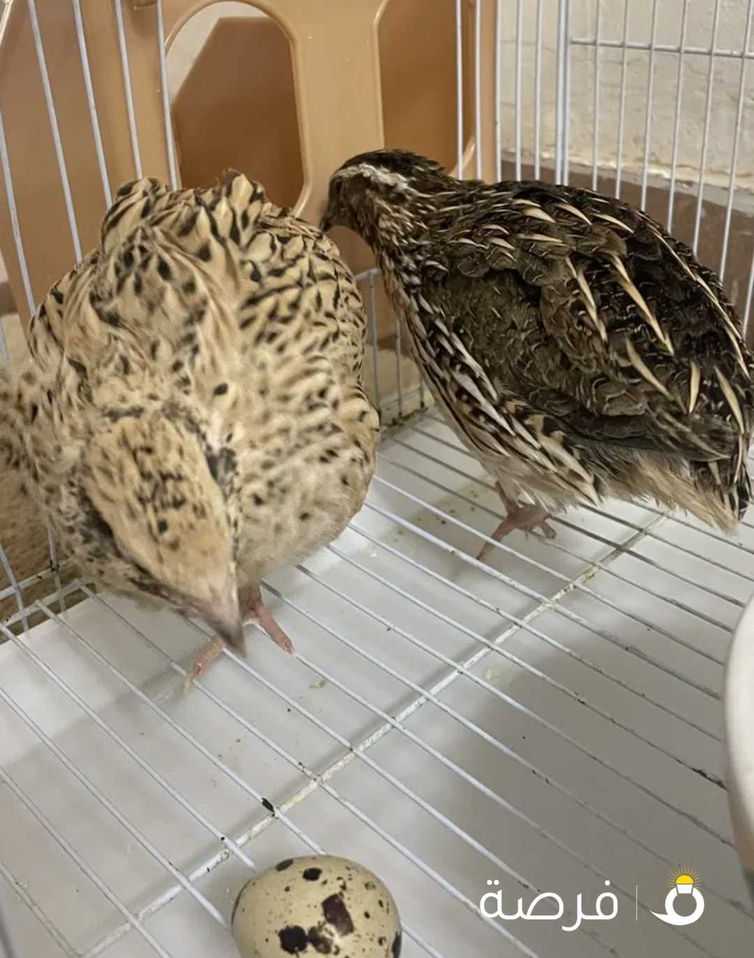 زوج كرك مع بيض وقفص بدينارين