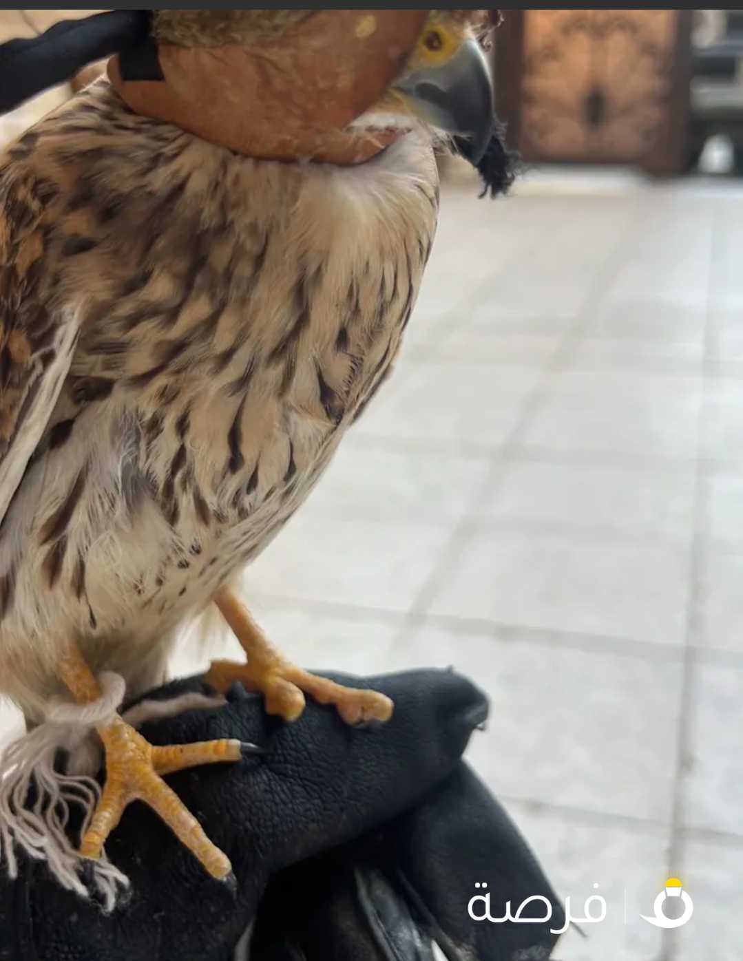 سلام عليكم احمميج للبيع مدرب ياكل على اليد و ينقز على اليد