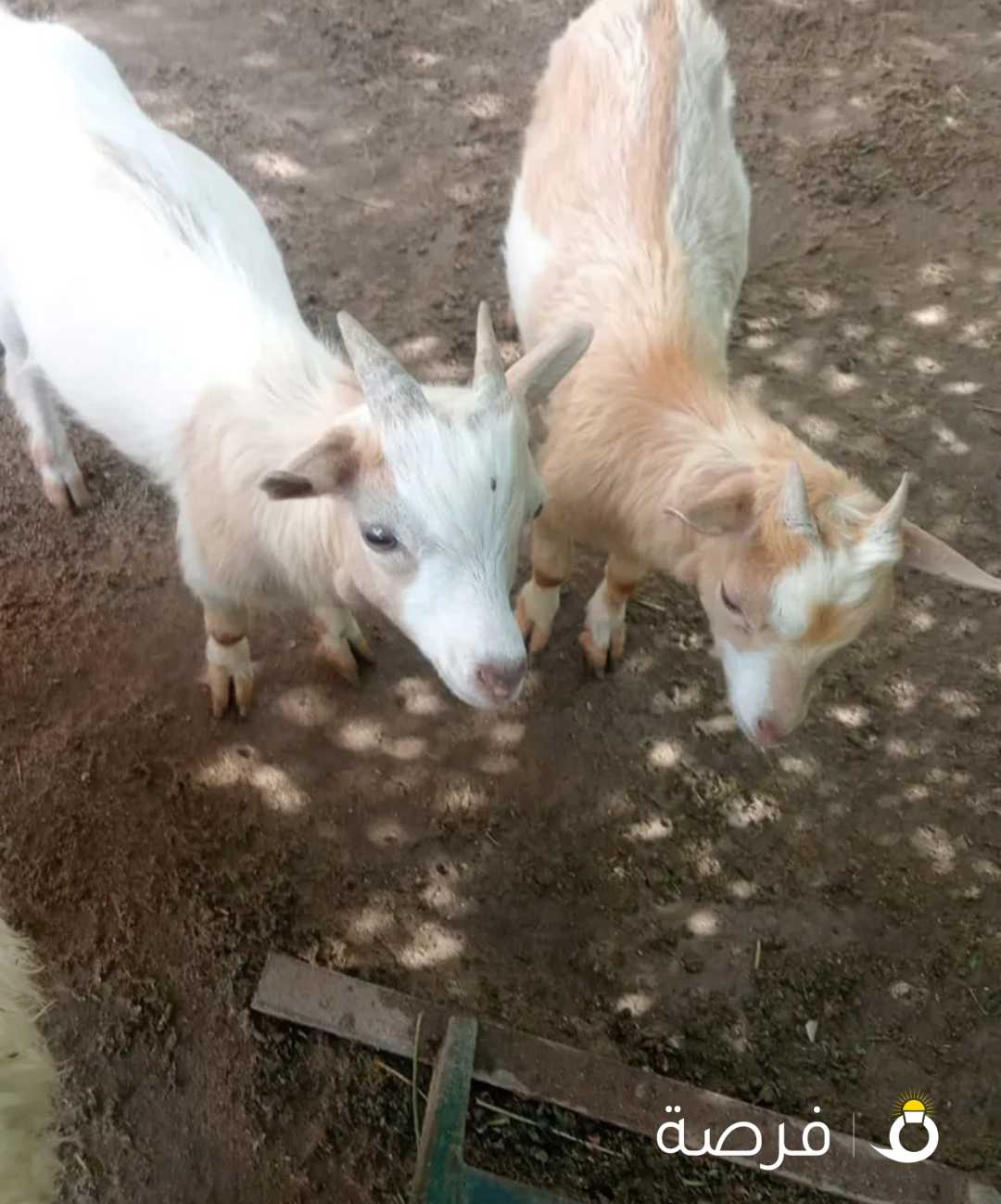 تشبكي تربية مزارع