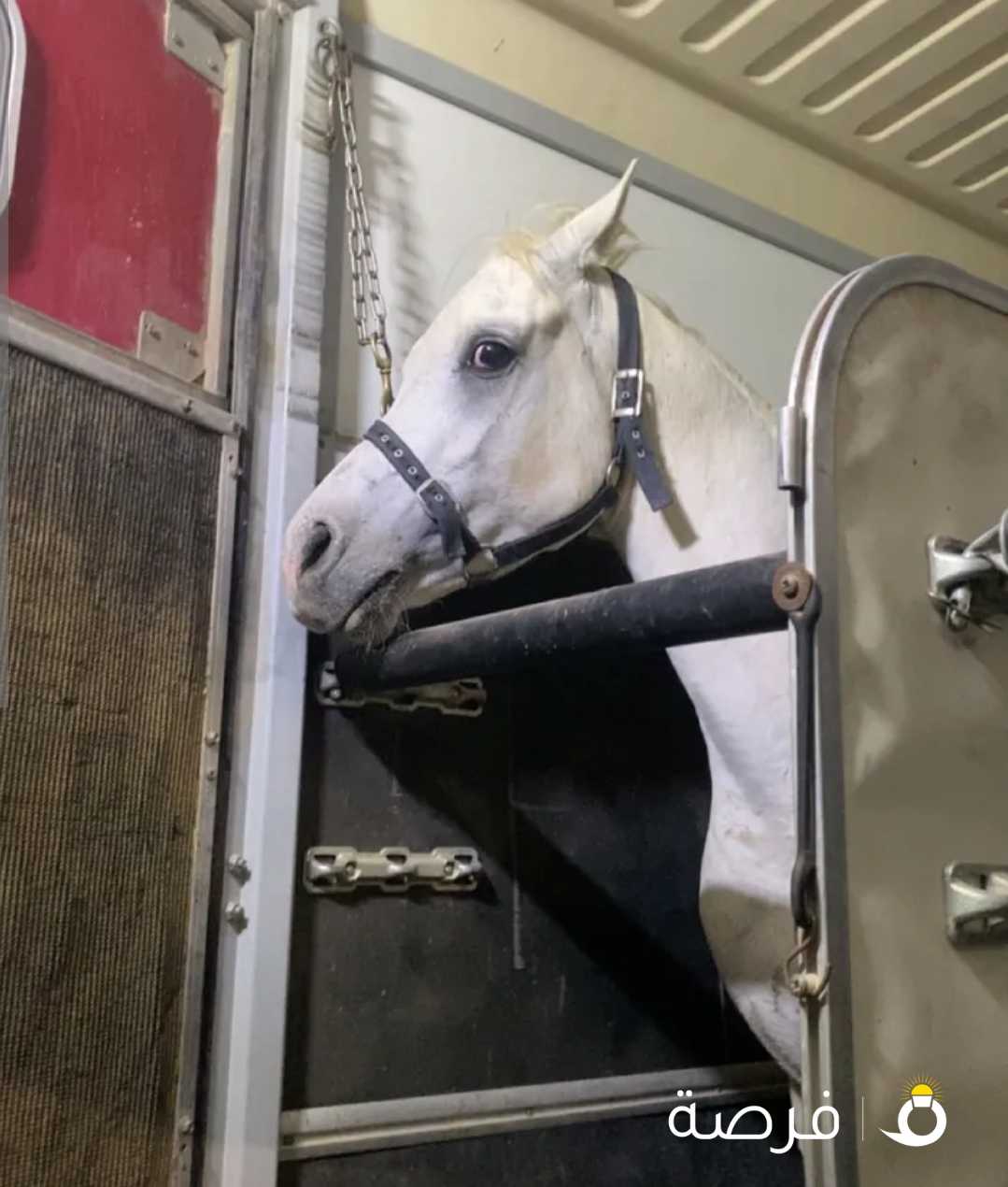 للبيع حصان مصري