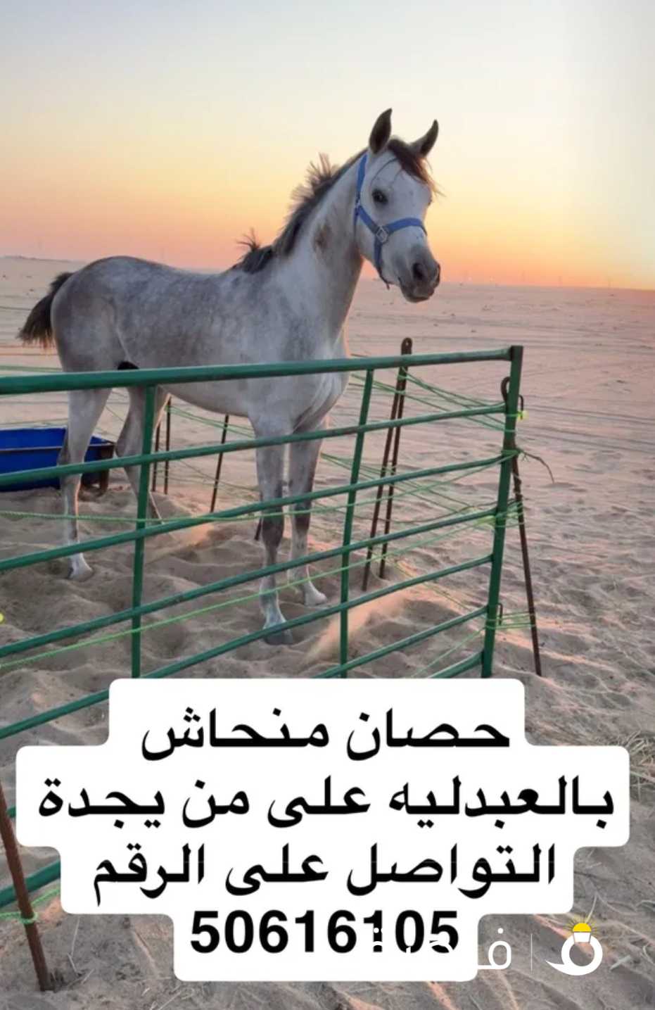 حصان ضايع بالعبدليه