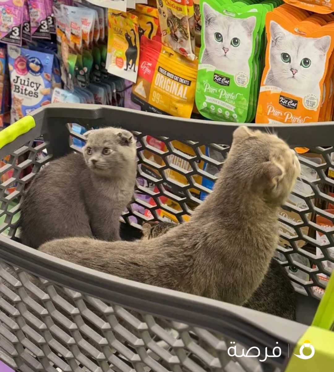 قطط للبيع 3 شهور ذكور بيور برتيش