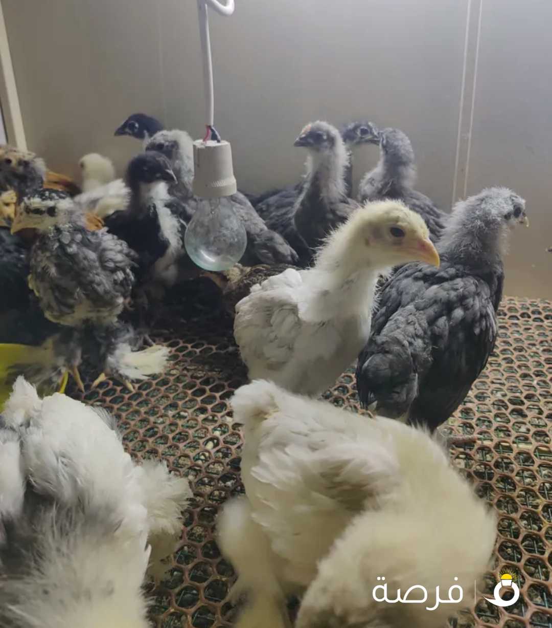 للبيت فروخ براهما