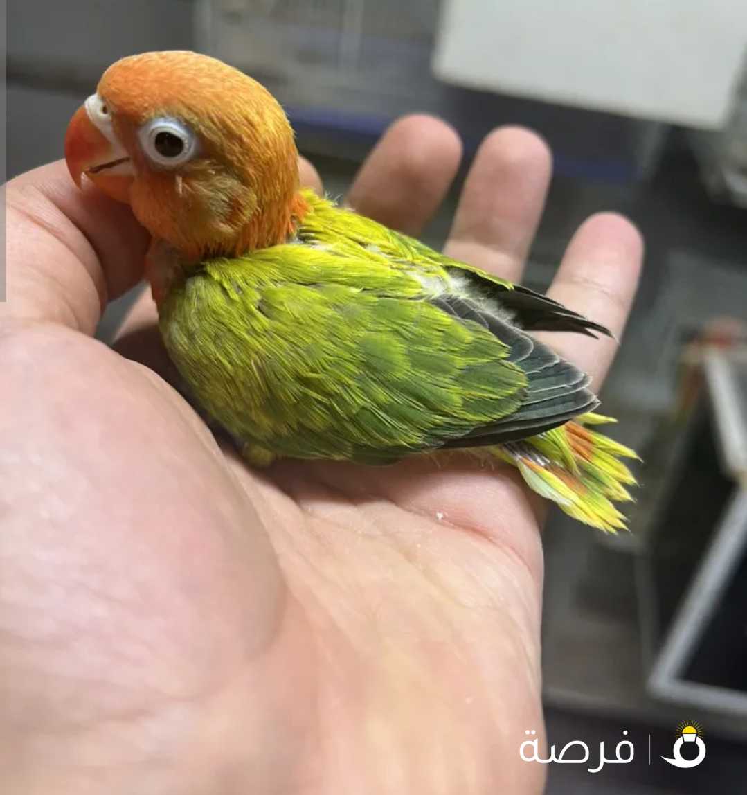 محبين التميز ونادر