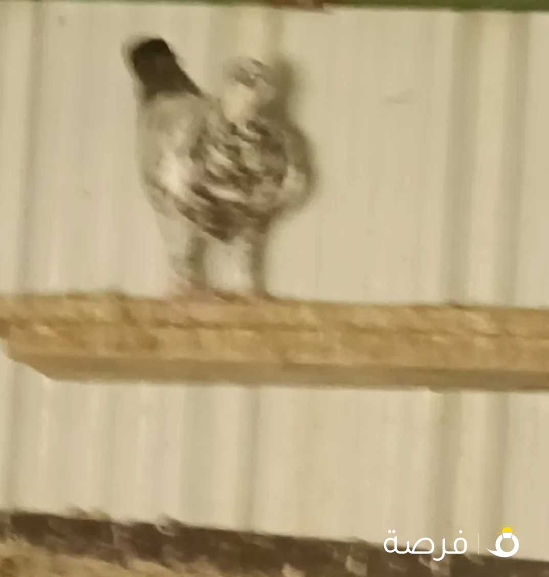 حمام ودجاج عربي