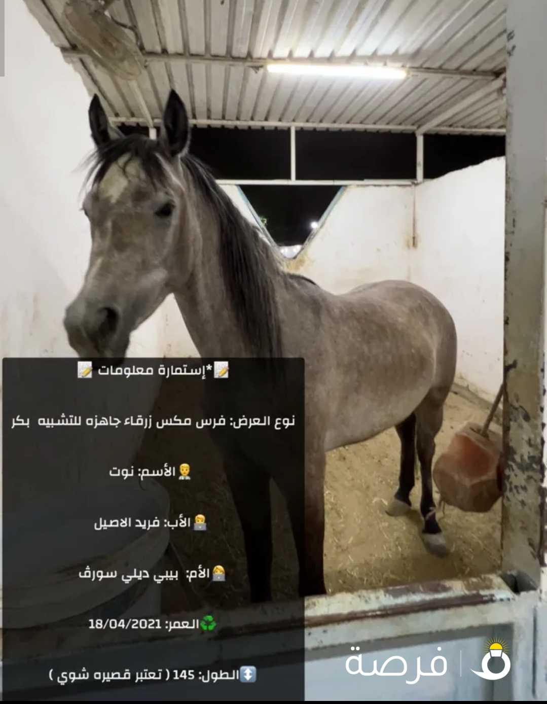 للبيع خيول طيبه