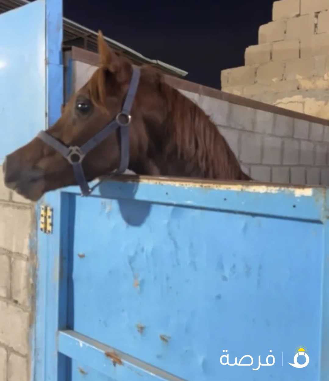 حصان بلدي بجبد