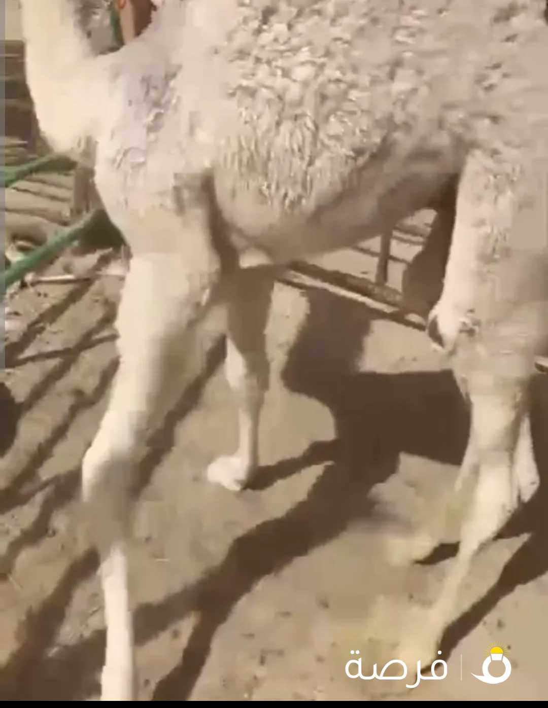 للبيع قعدان سمان محليه